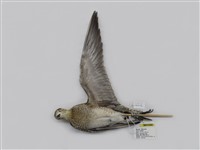 藏品(金斑鴴)的圖片